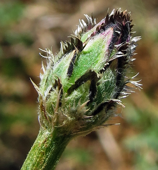 Centaurea4c