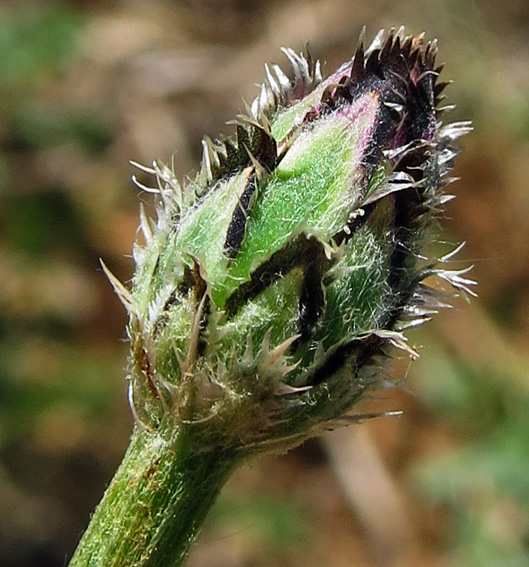 Centaurea4c