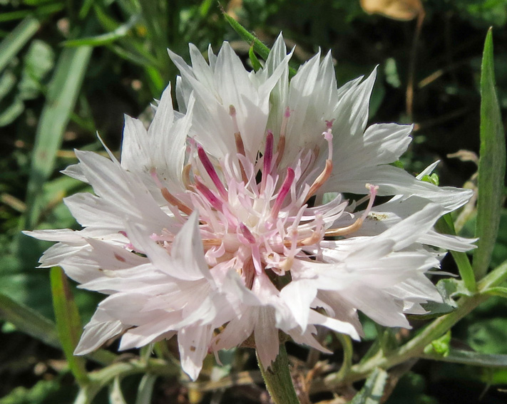 Centaurea7