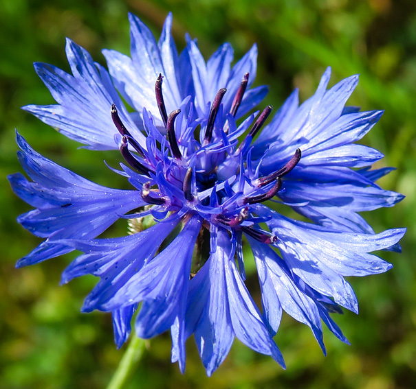 Centaurea3