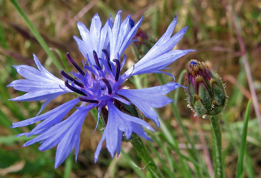 Centaurea4a