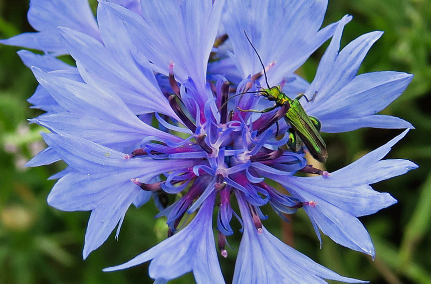 Centaurea8