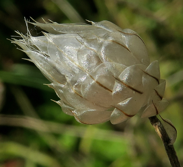 Catananche4