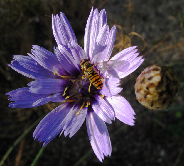 Catananche2