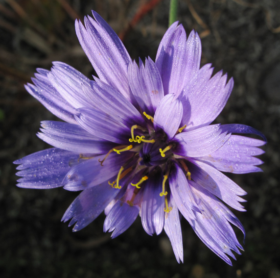 Catananche3