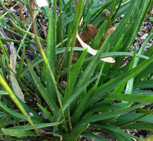 Catananche1