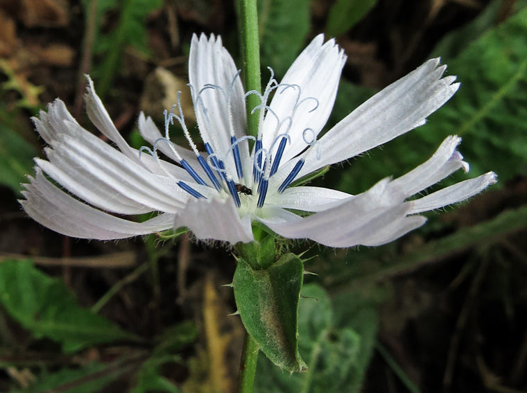 Cichorium3d