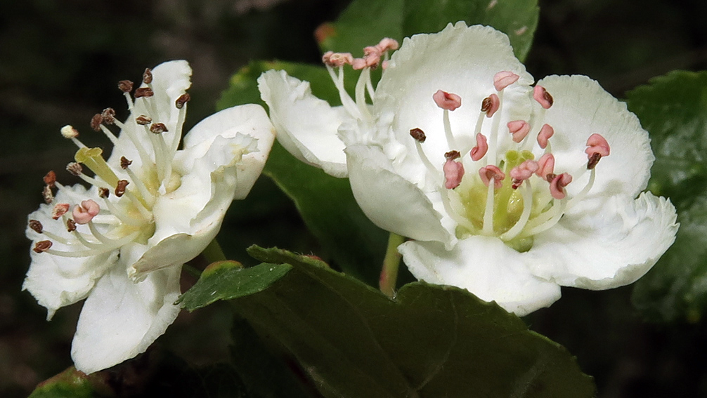 Crataegus2