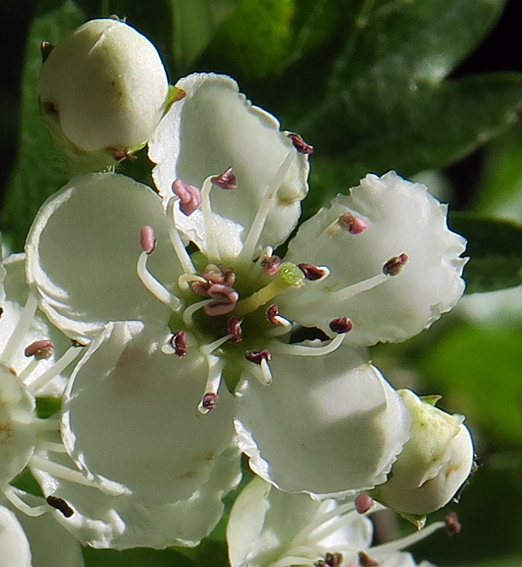 Crataegus5