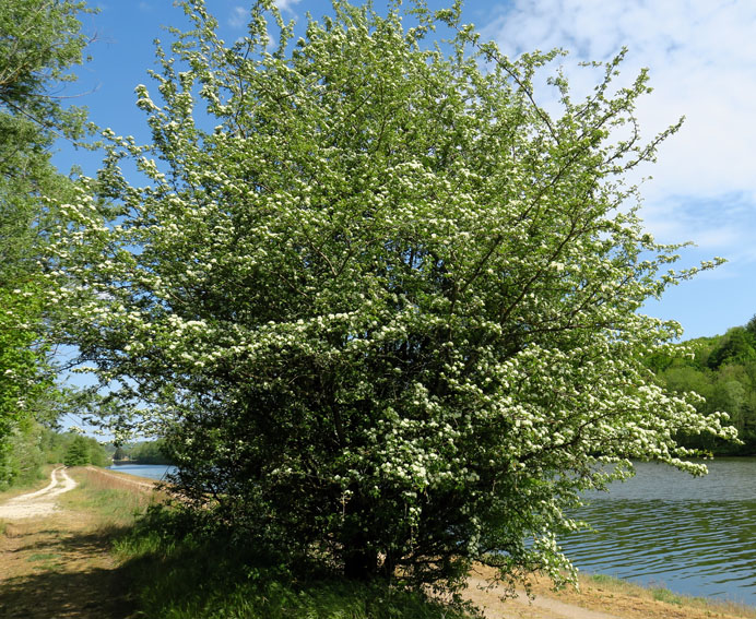 Crataegus3