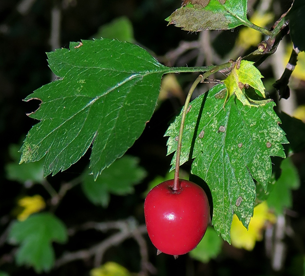 Crataegus5b