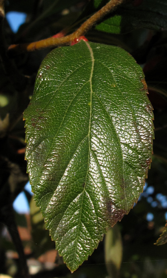 Crataegus9