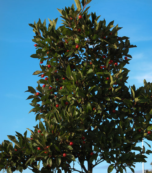 Crataegus7