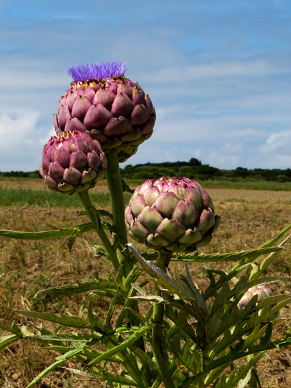 Cynara3b