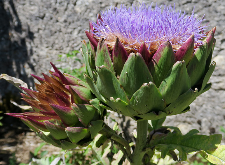 Cynara3c