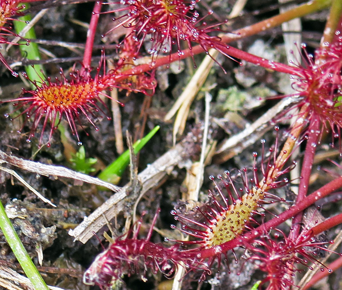 Drosera5
