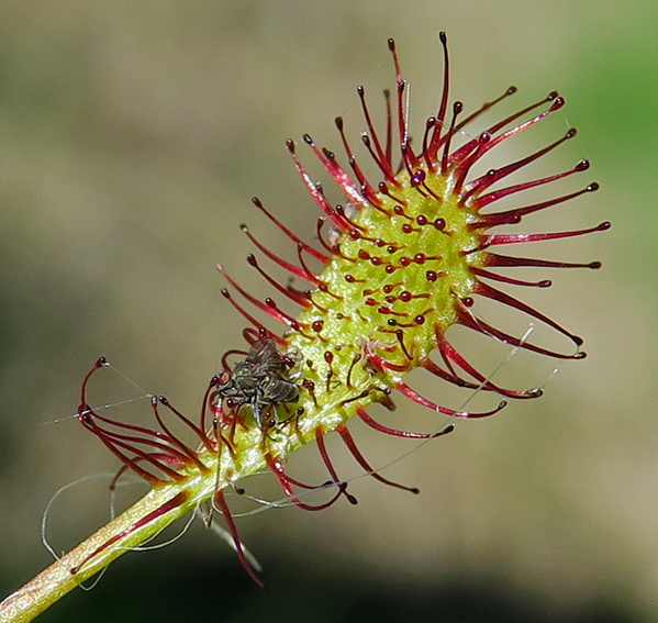 Drosera8