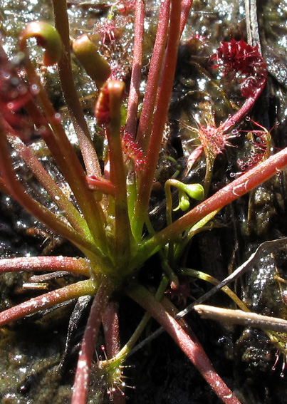 Drosera5a