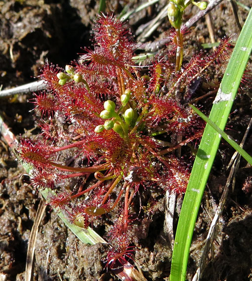 Drosera8a