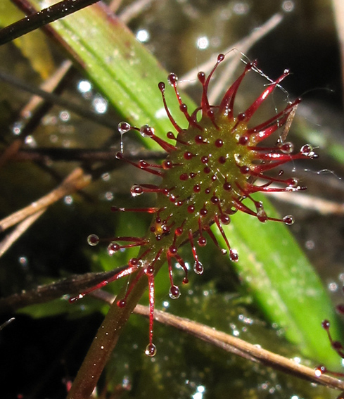 Drosera7