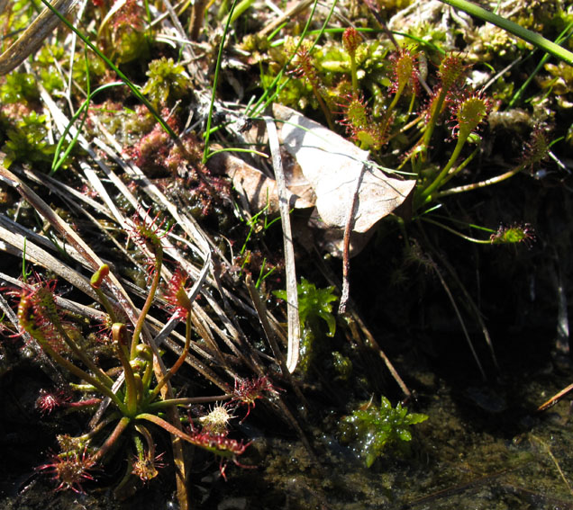 Drosera5