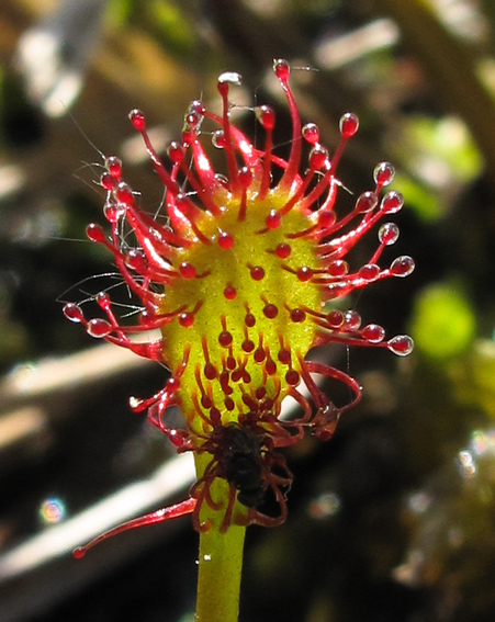 Drosera6