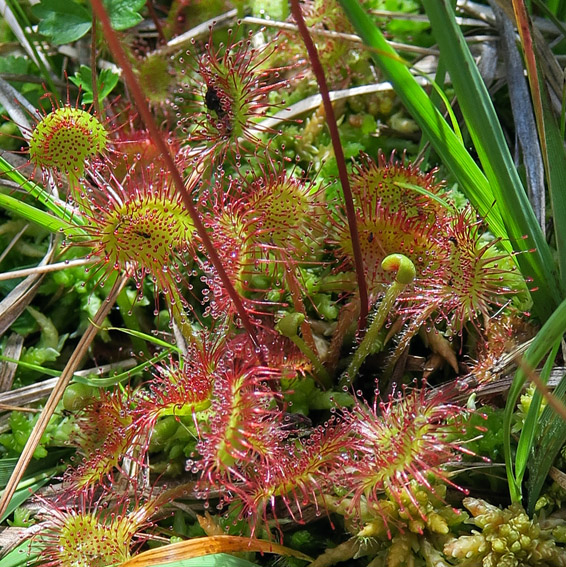 Drosera1