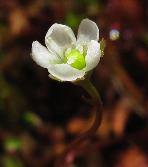 Drosera4d