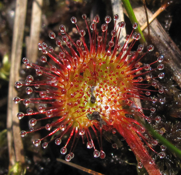 Drosera4a