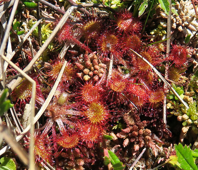 Drosera4f