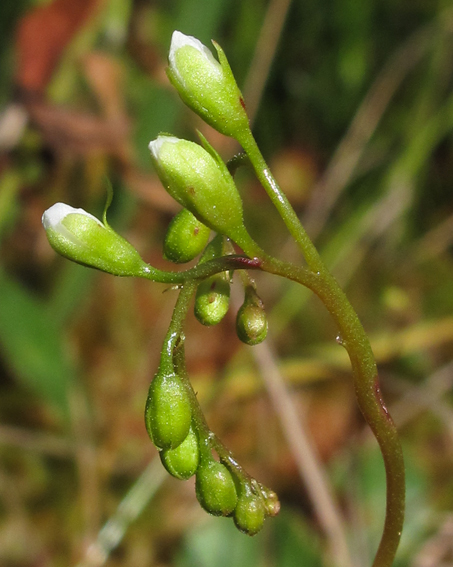 Drosera4c