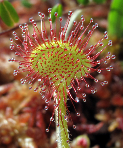 Drosera