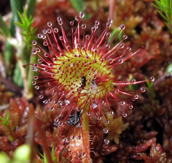 Drosera4