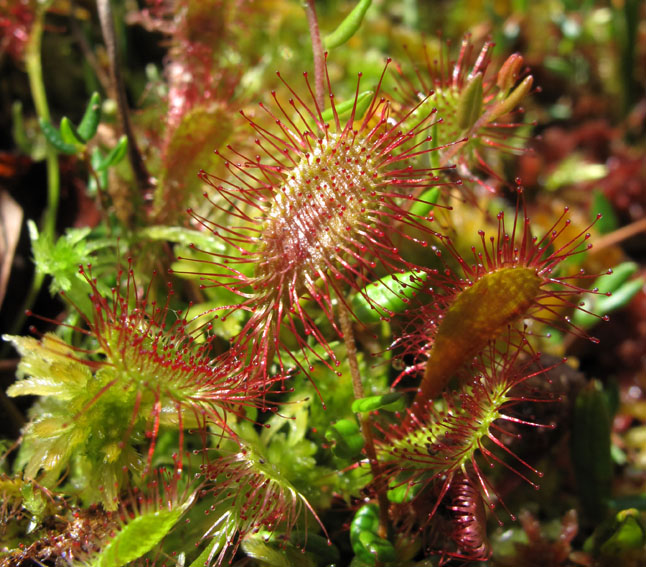 Drosera9