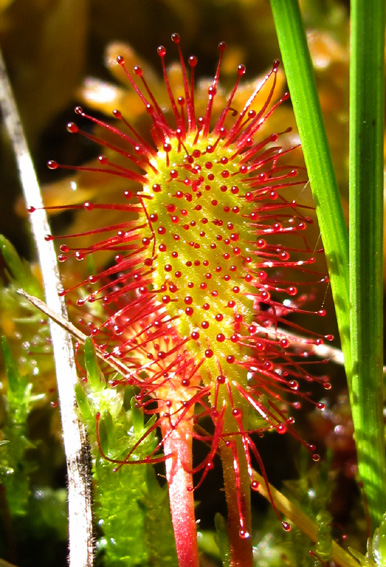 Drosera11