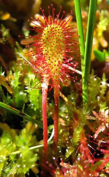 Drosera10