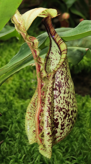 Nepenthes4