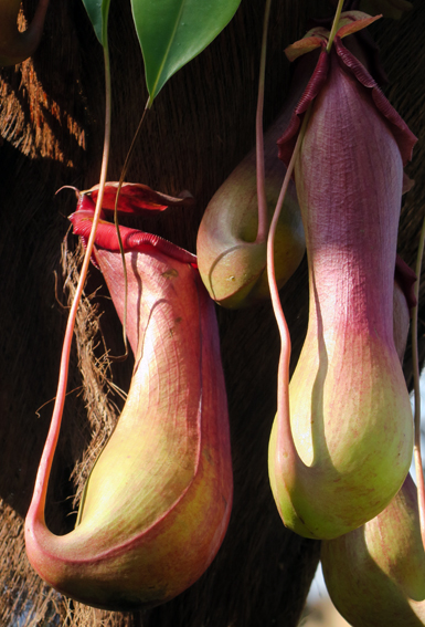 Nepenthes1