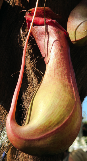 Nepenthes2