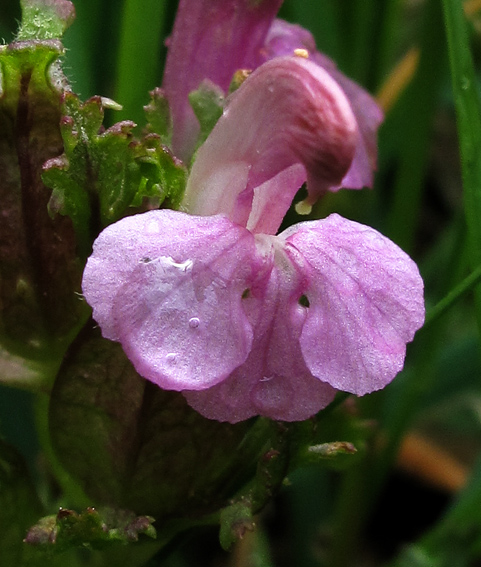 Pedicularis5