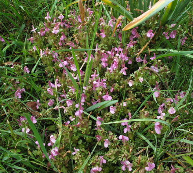 Pedicularis1