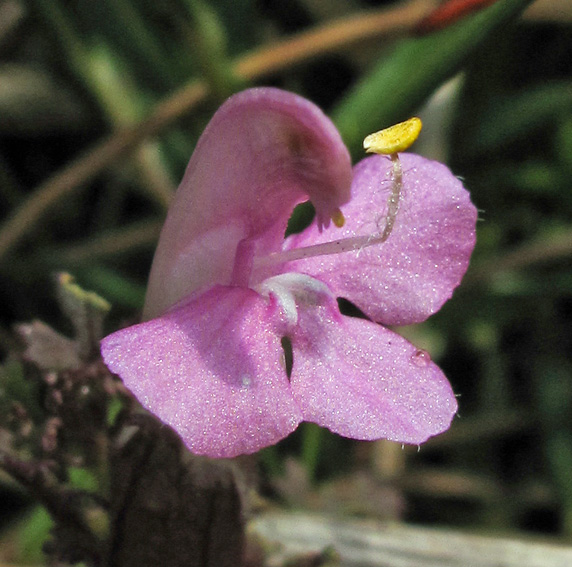 Pedicularis4a