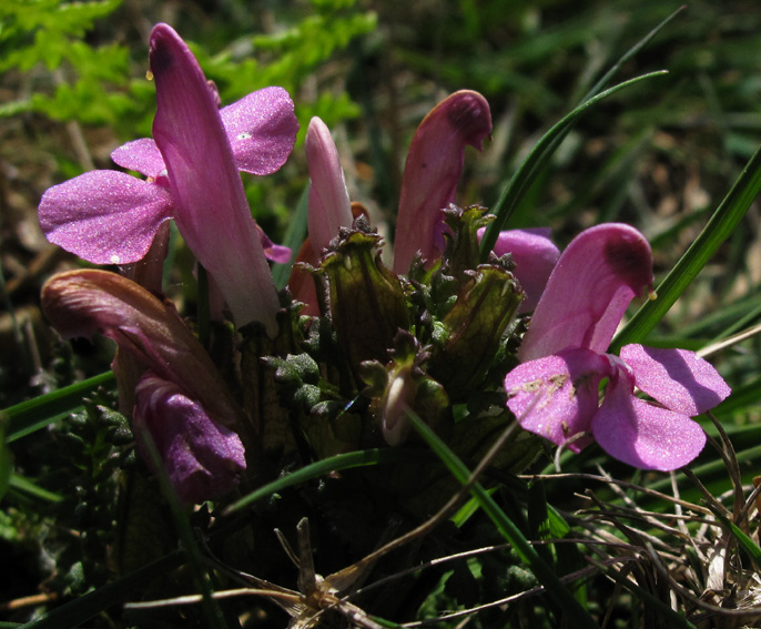 Pedicularis2