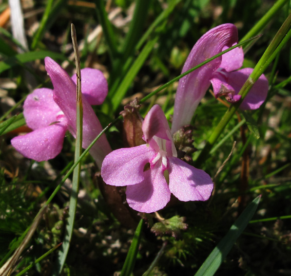 Pedicularis3