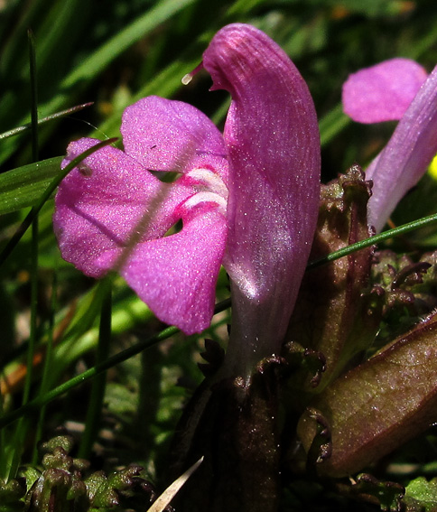 Pedicularis4