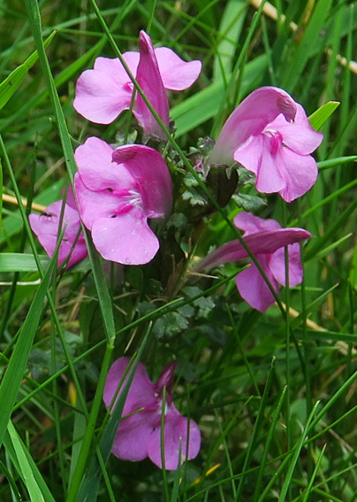 Pedicularis6