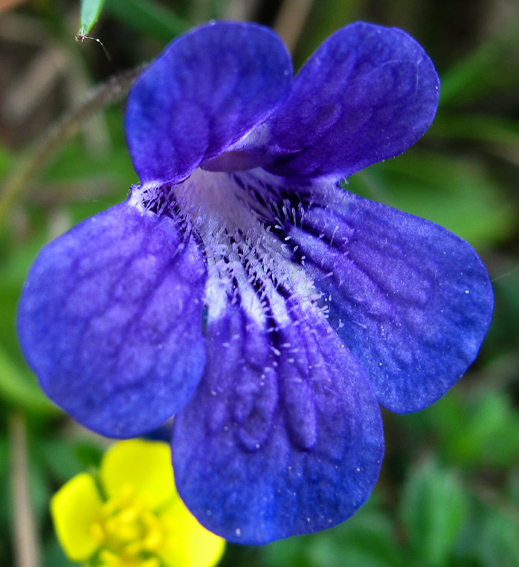 Pinguicula6