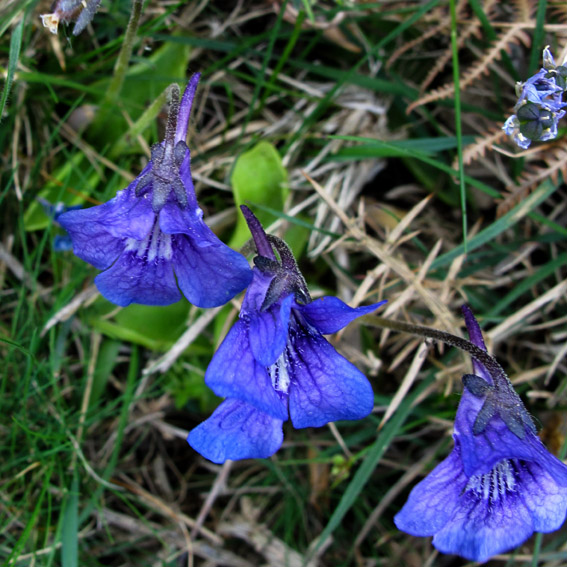 Pinguicula4