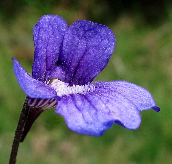 Pinguicula5