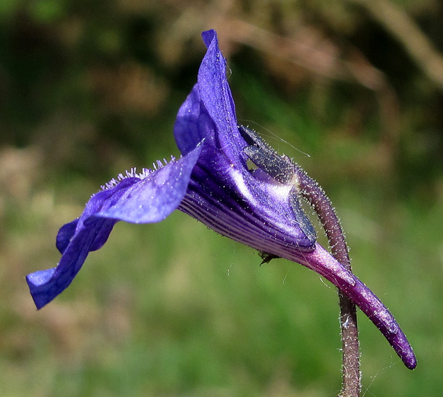 Pinguicula7